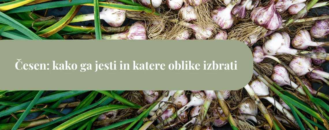 Sveže izkopan česen z zelenimi listi in koreninami, razporejen na tleh, čez katerega poteka zelen naslovni pas z napisom “Česen: kako ga jesti in katere oblike izbrati”.