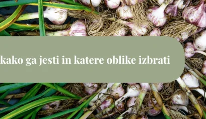Sveže izkopan česen z zelenimi listi in koreninami, razporejen na tleh, čez katerega poteka zelen naslovni pas z napisom “Česen: kako ga jesti in katere oblike izbrati”.