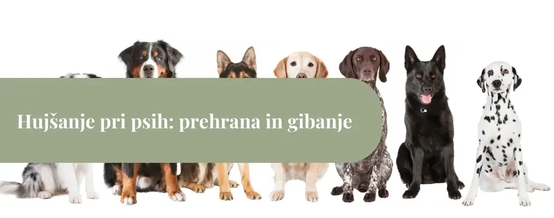 Skupina različnih pasem psov, ki sedijo v vrsti – ilustracija vodnika o hujšanju psa, prehrani in gibanju.