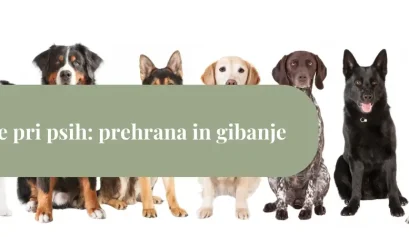 Skupina različnih pasem psov, ki sedijo v vrsti – ilustracija vodnika o hujšanju psa, prehrani in gibanju.