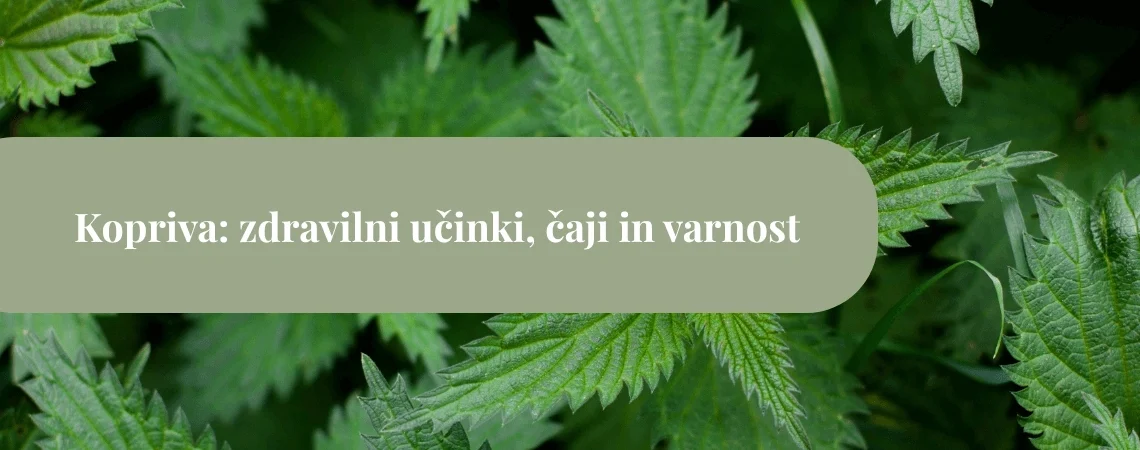Zeleni listi koprive v bližnjem posnetku z naslovnim trakom »Kopriva: zdravilni učinki, čaji in varnost«.