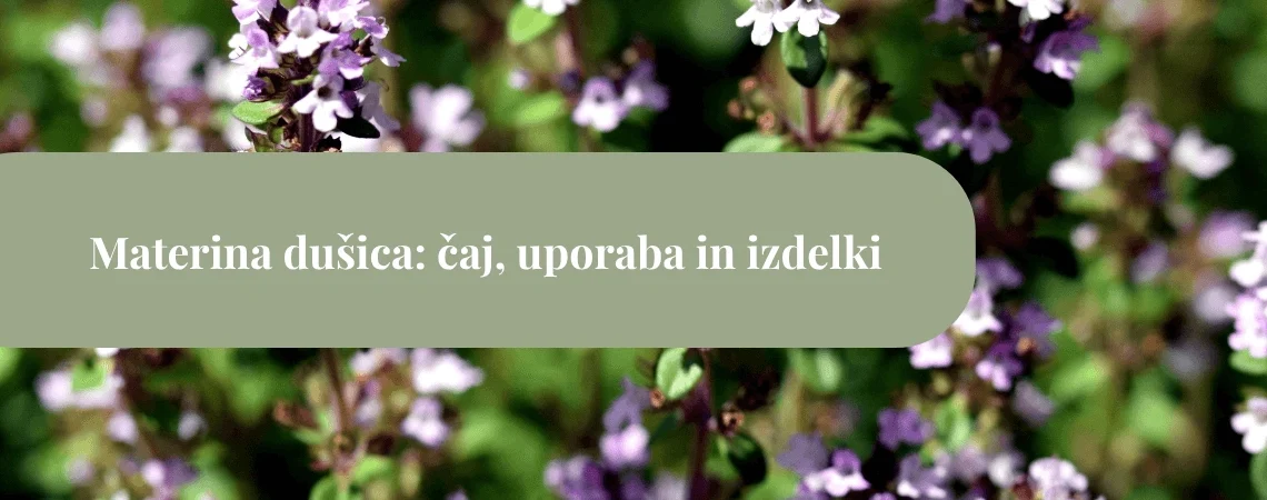 Cvetovi materine dušice v vijolično-rožnatih odtenkih na zamegljenem zelenem ozadju z naslovnim zelenim pasom »Materina dušica: čaj, uporaba in izdelki«.