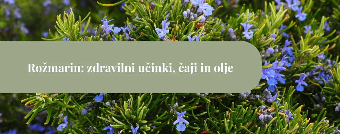 Rožmarinov grm s številnimi modrimi cvetovi in zelenimi igličastimi listi ter zelenim pasom z napisom »Rožmarin: zdravilni učinki, čaji in olje«.