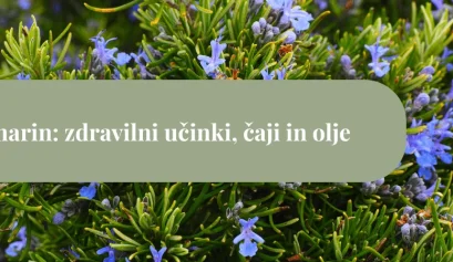 Rožmarinov grm s številnimi modrimi cvetovi in zelenimi igličastimi listi ter zelenim pasom z napisom »Rožmarin: zdravilni učinki, čaji in olje«.